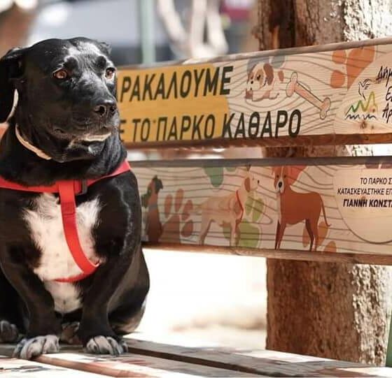 Πρότυπο πάρκο σκύλων Γιάννης Κωνσταντάτος